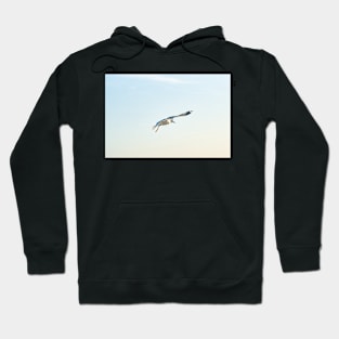 Hovering Larus Californicus 3 Hoodie